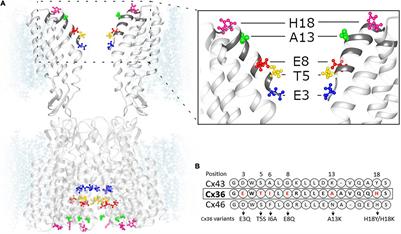 The Amino Terminal Domain and Modulation of Connexin36 Gap Junction Channels by Intracellular Magnesium Ions